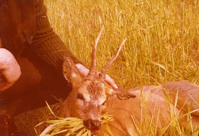 Roe-bucks Hunting  11.05-30.09