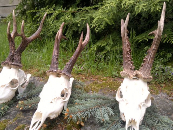 Hunting raport after May bucks hunt in Poland