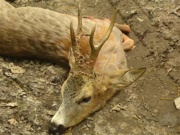 Hunting raport after May bucks hunt in Poland