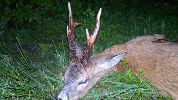 New Hunting season  in Poland soon, a lot of strong roe-bucks in our offer, You`re welcome!!