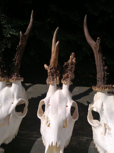 New Hunting season  in Poland soon, a lot of strong roe-bucks in our offer, You`re welcome!!