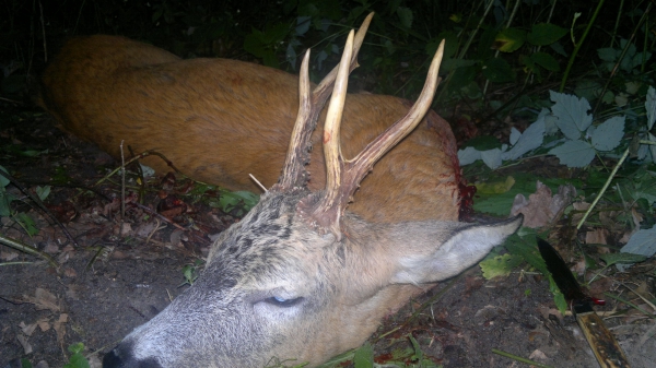 New Hunting season  in Poland soon, a lot of strong roe-bucks in our offer, You`re welcome!!