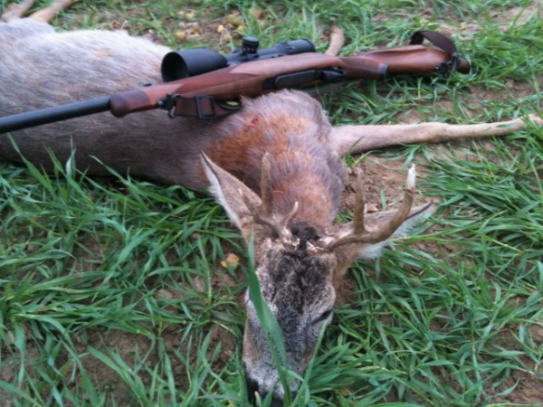 New Hunting season  in Poland soon, a lot of strong roe-bucks in our offer, You`re welcome!!