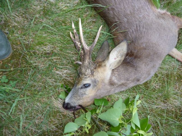 New Hunting season  in Poland soon, a lot of strong roe-bucks in our offer, You`re welcome!!