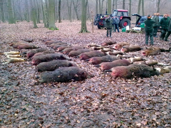 Red-stag Hunt and Driven-hunt