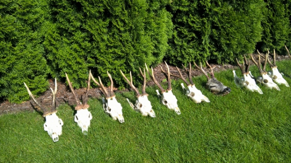 Roebucks season- trophies 2016/17 (May & Rutting Time)