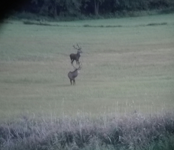 Redstags hunt